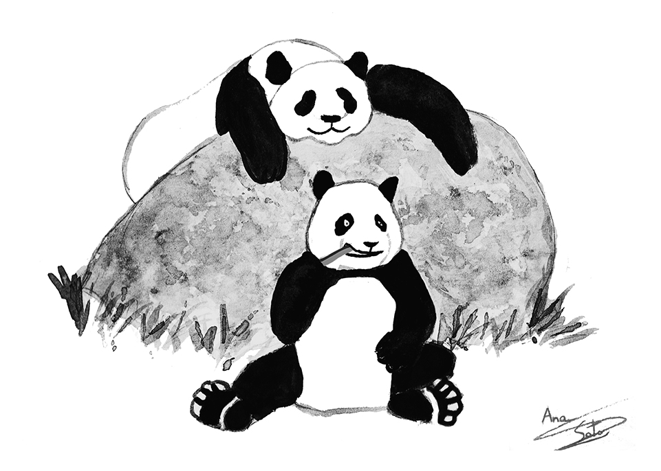osos panda