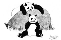 osos panda