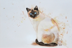 Gato blanco